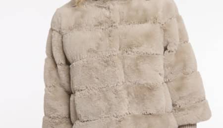 feline.7002512 birch 01